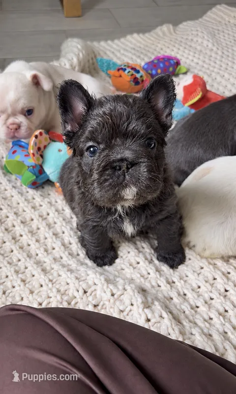Blueberry – French Bulldog puppy for sale in Melbourne, FL
