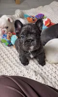 Blueberry, a female French Bulldog for sale in Melbourne, FL – 1 of 2