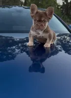 Cartier , a female French Bulldog for sale in Melbourne, FL – Photo 1 of 2
