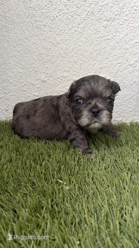 Givenchy – French Bulldog puppy for sale in Melbourne, FL
