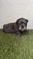 Givenchy, a male French Bulldog for sale in Melbourne, FL – 1 of 2