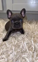 Pickles , a male French Bulldog for sale in Melbourne, FL – 2 of 2