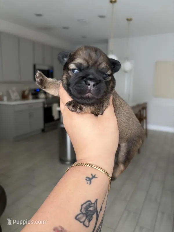 Beast – French Bulldog puppy for sale in Melbourne, FL
