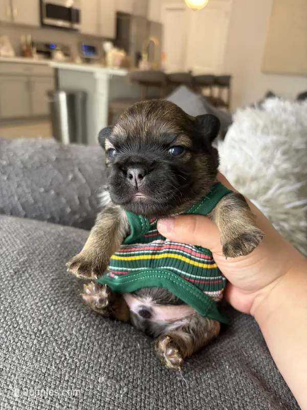 Beast – French Bulldog puppy for sale in Melbourne, FL