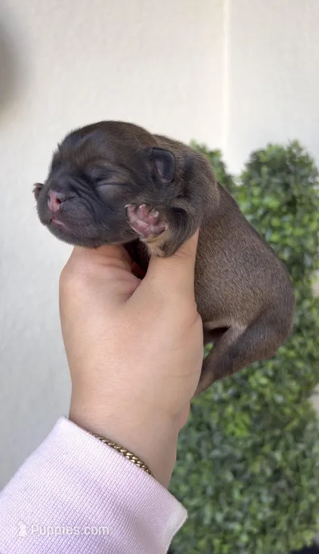 Beast – French Bulldog puppy for sale in Melbourne, FL