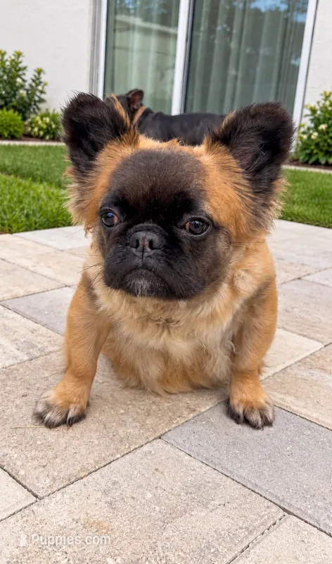 Soho – French Bulldog puppy for sale in Melbourne, FL