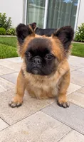 Soho, a female French Bulldog for sale in Melbourne, FL – 1 of 1