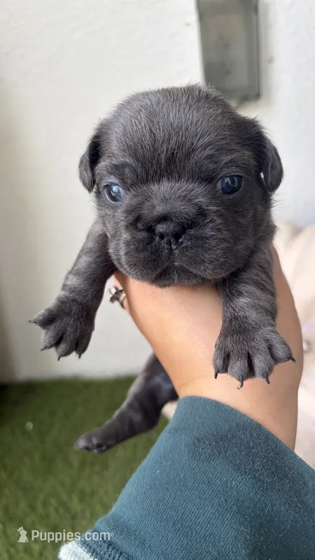 Kirk Geiger  – French Bulldog puppy for sale in Melbourne, FL