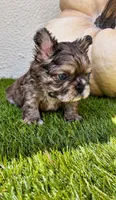 Oreo, a male French Bulldog for sale in Melbourne, FL – 1 of 3