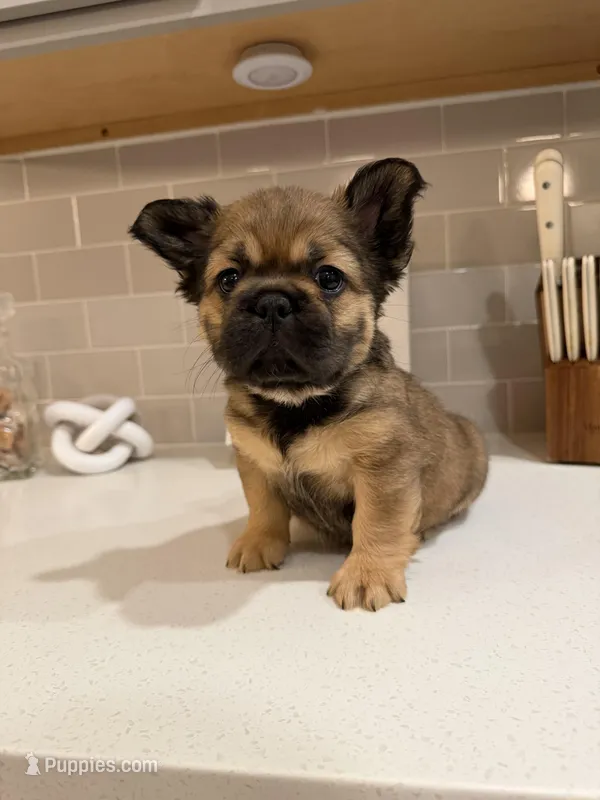 Beast – French Bulldog puppy for sale in Melbourne, FL