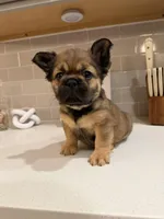 Beast, a male French Bulldog for sale in Melbourne, FL – Photo 2 of 4