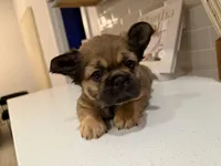 Beast, a male French Bulldog for sale in Melbourne, FL – Photo 3 of 4