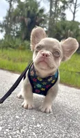 Chloe, a female French Bulldog for sale in Melbourne, FL – 1 of 3