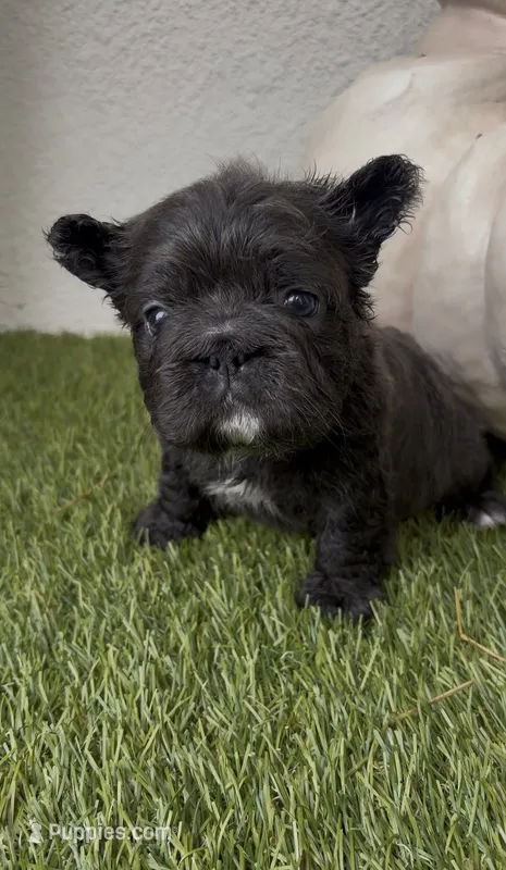 Blueberry – French Bulldog puppy for sale in Melbourne, FL
