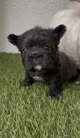 Blueberry, a female French Bulldog for sale in Melbourne, FL – 1 of 1