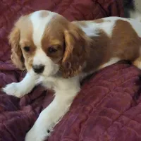 Bradley, a male Cavalier King Charles Spaniel for sale in Croswell, MI – Photo 3 of 3