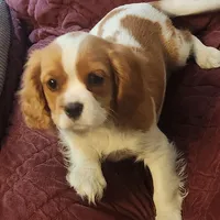 Bradley, a male Cavalier King Charles Spaniel for sale in Croswell, MI – Photo 2 of 3
