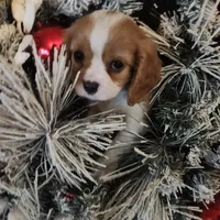 Bradley, a male Cavalier King Charles Spaniel for sale in Croswell, MI – Photo 1 of 3