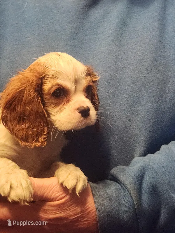 Ethan  – Cavalier King Charles Spaniel puppy for sale in Croswell, MI
