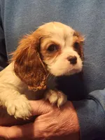 Ethan , a male Cavalier King Charles Spaniel for sale in Croswell, MI – Photo 2 of 2