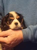 Finn, a male Cavalier King Charles Spaniel for sale in Croswell, MI – Photo 2 of 2