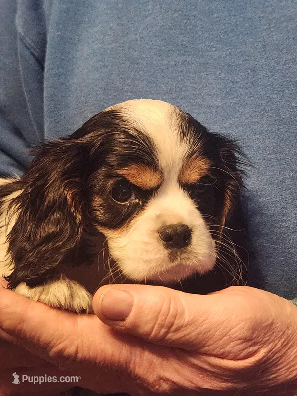 Finn, a male Cavalier King Charles Spaniel for sale in Croswell, MI – Photo 1 of 2