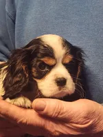 Finn, a male Cavalier King Charles Spaniel for sale in Croswell, MI – Photo 1 of 2