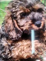 Benson , a male Cavapoo for sale in Croswell, MI – Photo 2 of 5
