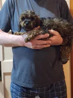 Benson , a male Cavapoo for sale in Croswell, MI – Photo 5 of 5