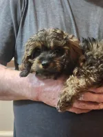 Benson , a male Cavapoo for sale in Croswell, MI – Photo 4 of 5