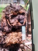 Benson , a male Cavapoo for sale in Croswell, MI – Photo 3 of 5