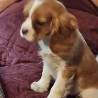 Denver, a male Cavalier King Charles Spaniel for sale in Croswell, MI – Photo 3 of 3