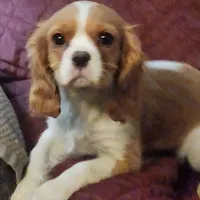 Denver, a male Cavalier King Charles Spaniel for sale in Croswell, MI – Photo 2 of 3