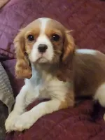 processed/84d83856-70a4-4cb7-acb0-67e5dc508dc5/listing/d0b0bf24-f45a-43c3-afb0-1dca9e6d0dd6/b77eb8fb-5125-463b-8a2b-53a8c3305c5e