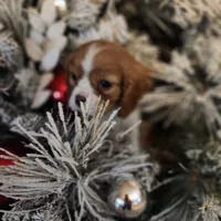 Denver, a male Cavalier King Charles Spaniel for sale in Croswell, MI – Photo 1 of 3