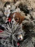 processed/84d83856-70a4-4cb7-acb0-67e5dc508dc5/listing/d0b0bf24-f45a-43c3-afb0-1dca9e6d0dd6/ebbcde98-f50d-452b-9d61-3962bbc55f25