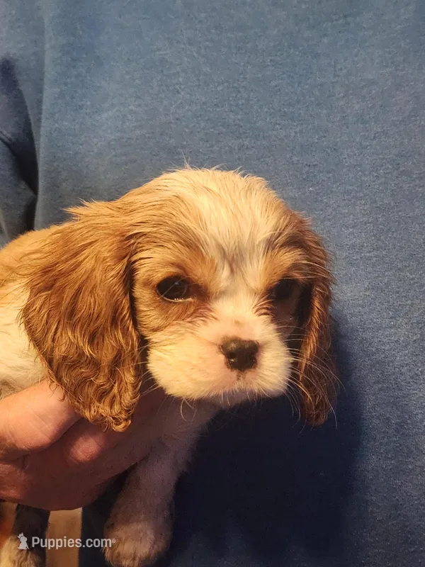 Brody, a male Cavalier King Charles Spaniel for sale in Croswell, MI – Photo 1 of 2