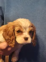 Brody, a male Cavalier King Charles Spaniel for sale in Croswell, MI – Photo 1 of 2