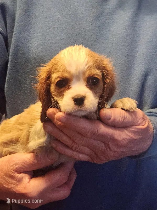 Cameron – Cavalier King Charles Spaniel puppy for sale in Croswell, MI