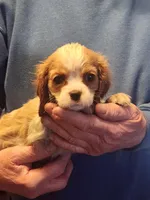 Cameron, a male Cavalier King Charles Spaniel for sale in Croswell, MI – Photo 1 of 2