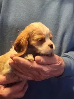 Cameron, a male Cavalier King Charles Spaniel for sale in Croswell, MI – Photo 2 of 2