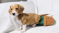 Hank , a male Miniature Dachshund for sale in Terrell, TX – 3 of 6