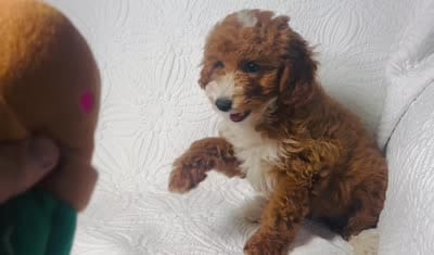 Rosie , a female Cockapoo for sale in Terrell, TX – 7 of 7