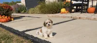 Cupcake , a female Shihpoo for sale in Terrell, TX – 7 of 9