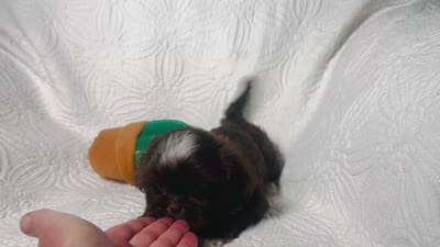Drake , a male Shih Tzu for sale in Terrell, TX – 9 of 9