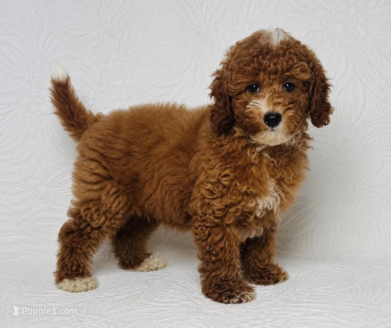 Cindy  – Cockapoo puppy for sale in Terrell, TX