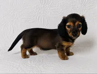 Dolly , a female Miniature Dachshund for sale in Terrell, TX – 2 of 7