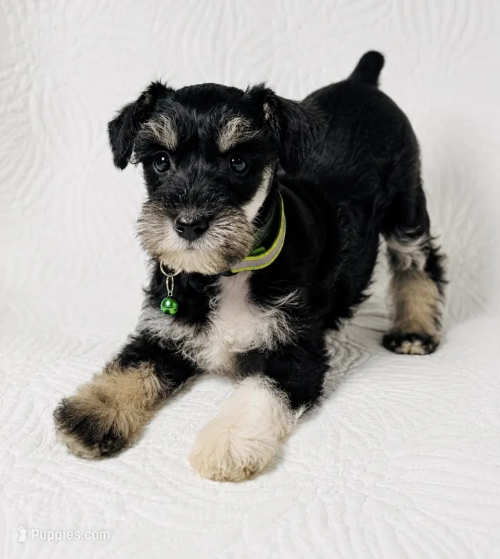 Molly  – Miniature Schnauzer puppy for sale in Terrell, TX