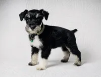 Molly , a female Miniature Schnauzer for sale in Terrell, TX – 5 of 8