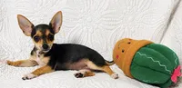 Pixie, a female Chihuahua for sale in Terrell, TX – 6 of 9